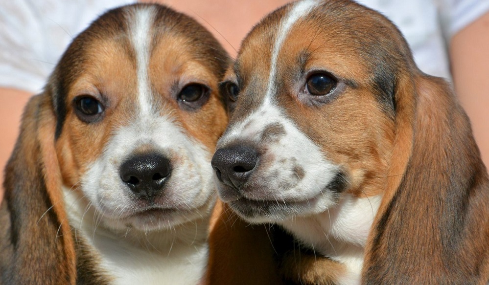 Cans nacidos tras fecundación in vitro, na Universidade Cornell.