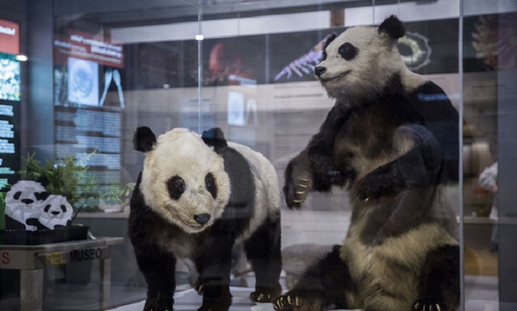 Chu-Lín e a súa nai, Xao Xao, disecados na vitrina do Museo de Ciencias Naturais.