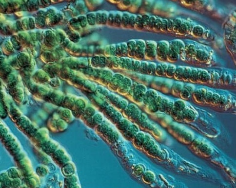 Cyanobacteria.