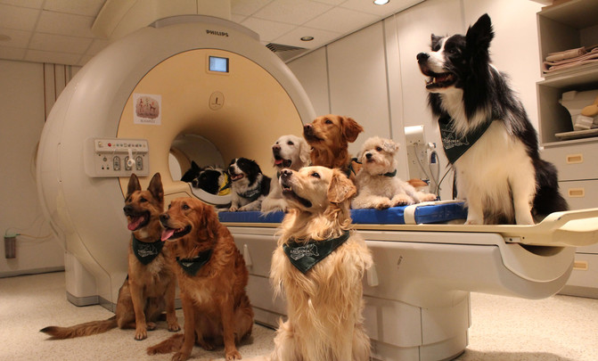 Os 13 cans adestrados ao que se lle realizou unha resonancia magnética para o estudo. /Enikő Kubinyi.