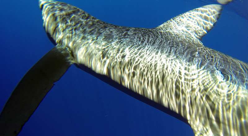 Tiburón azul, Prionace glauca. Foto: Gonzalo Mucientes.