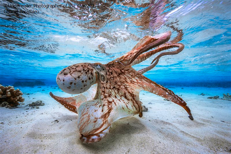Underwater Photographer of the Year 2017: Dancing Octopus by Gabriel Barathieu