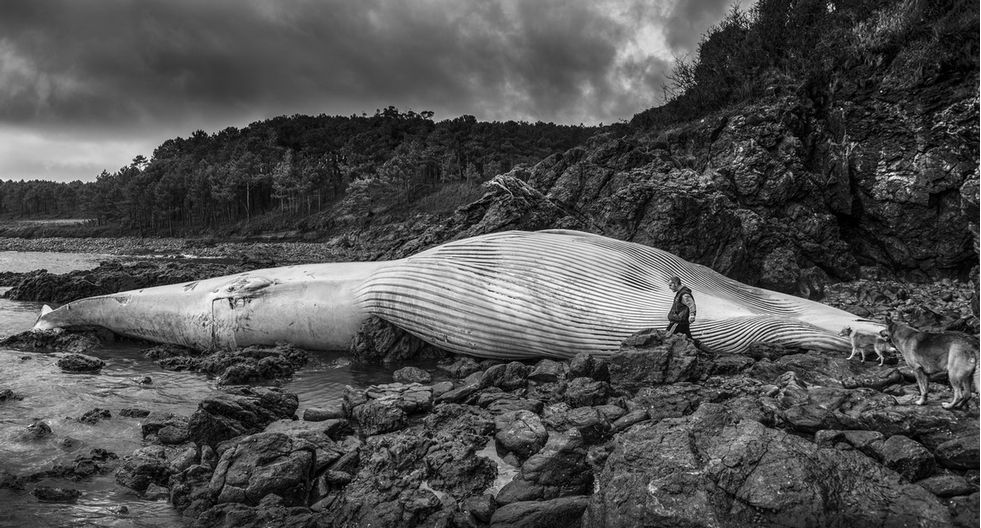 Balea varada en Redonda (Corcubión). Foto: Marcos Rodríguez.