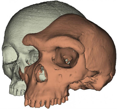 Modelo dun cranio humano moderno fronte a un 'Homo heidelbergensis'. Fonte: Paul O‘Higgins, universidade de York.