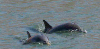 Delfines