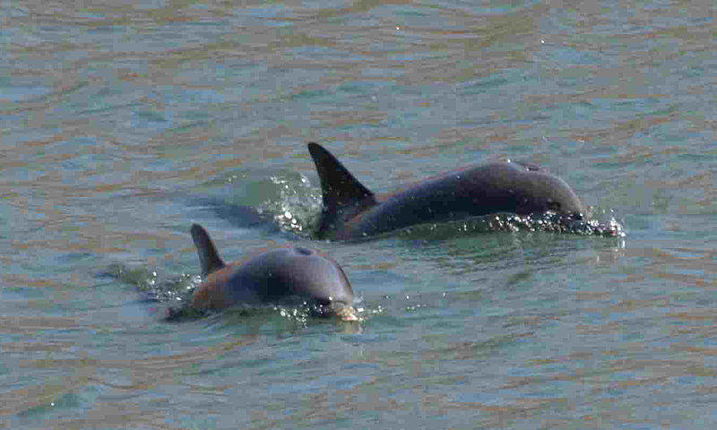 Dos delfines en el puerto de Gijón.