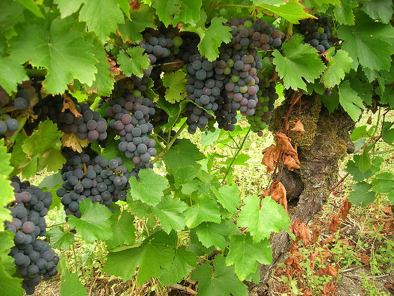 Plantacións de uva da variedade mencía.