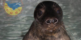 "Raciño", a foca gris ou lobo de mar que se recupera no Cemma.