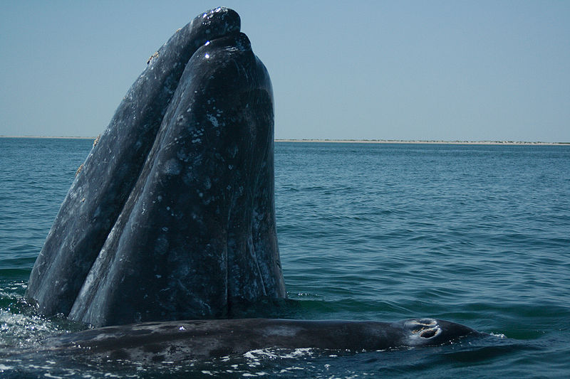 Una ballena gris y su cría. / JEGR