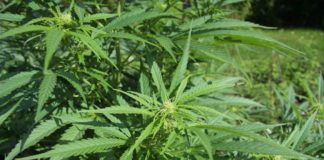 Plantación de cannabis sativa.