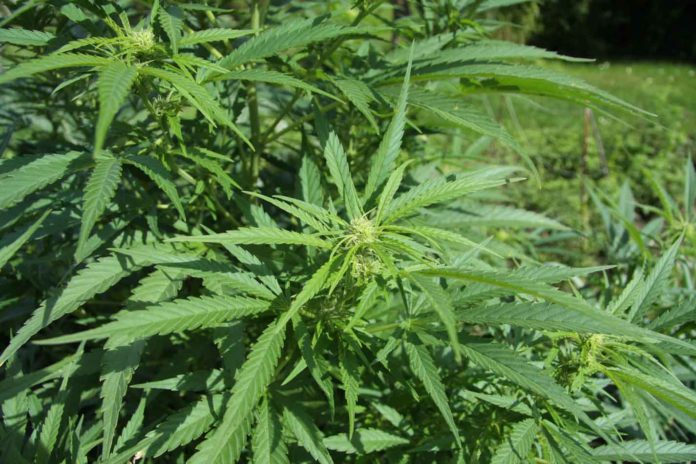 Plantación de cannabis sativa.