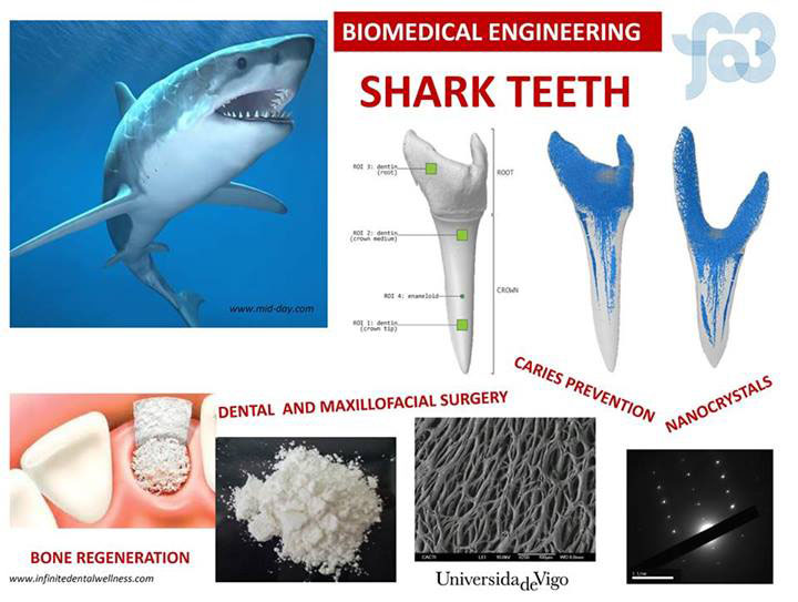 Aproveitamento dos dentes de tiburón para preparar biomateriais.