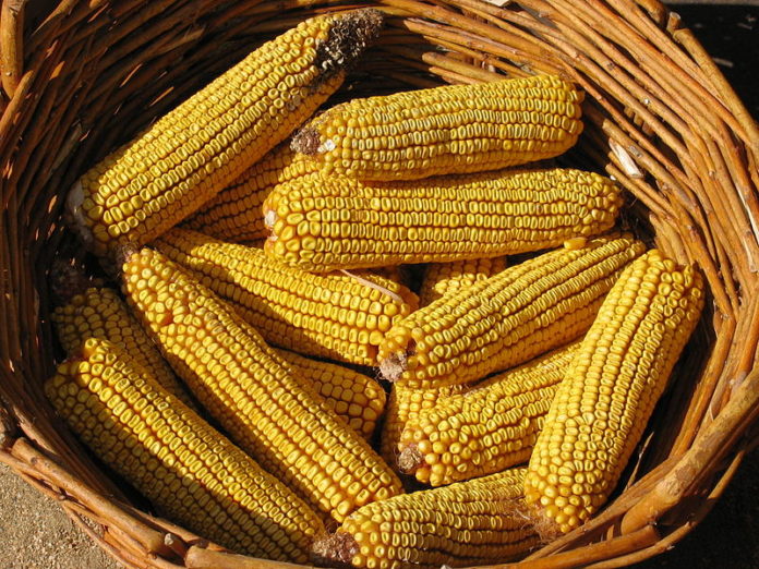 O estudo afonda en xenes relacionados co envellecemento das plantas de millo.