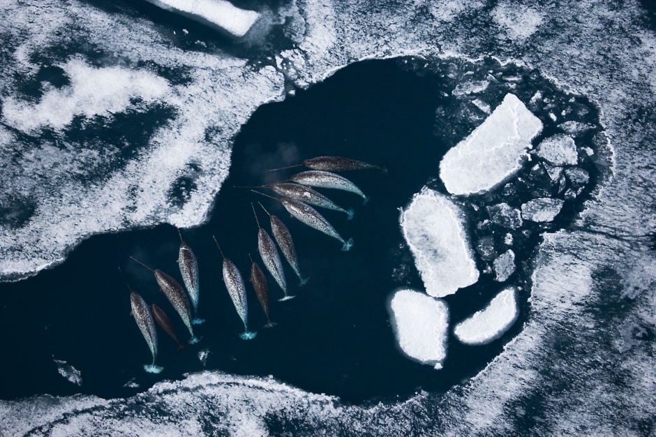 Os narvais percorren o Ártico baixo do xeo e, de cando en vez, atopan un oasis de agua no que tomar un descanso. Esta imaxe foi tomada polo fotógrafo canadiano Paul Nicklen empregando un avión ultralixeiro. Gañou en 2007 o Wildlife Photographer of the Year, que concede o Natural History Museum de Londres, que ten a amabilidade de permitirnos publicar as mellores fotos da súa colección. A imaxe foi tomada na Badía da Illa de Baffin. Os narvais son uns mamíferos mariños duns seis metros de lonxitude na idade adulta. A súa boca ten dous incisivos e un deles medra sen descanso ata alcanzar os tres metros de lonxitude. Foto: NHM.