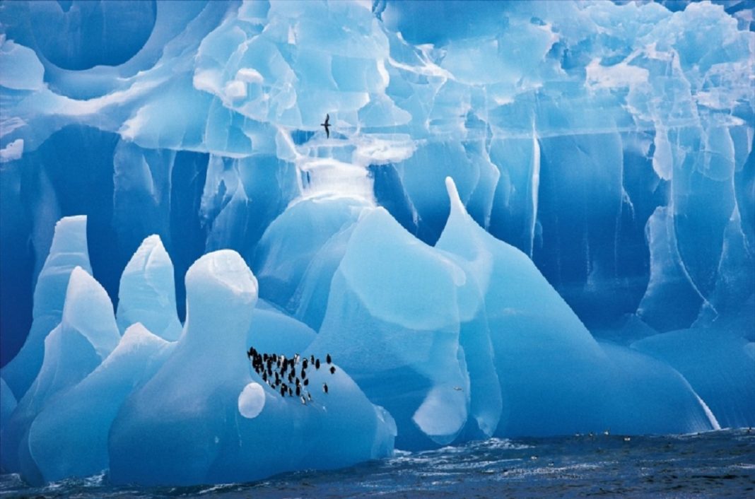 Este colosal iceberg azul foi fotografado dende un barco xunto ás Illas Sándwich do Sur, na Antártida. É unha catedral de xeo antigo onde repousa unha colonia de pingüíns Adélie. A foto foi tomada por  Cherry Alexander (Reino Unido) e gañou en 1995 o Wildlife Photo of the YearHoxe forma parte do libro 