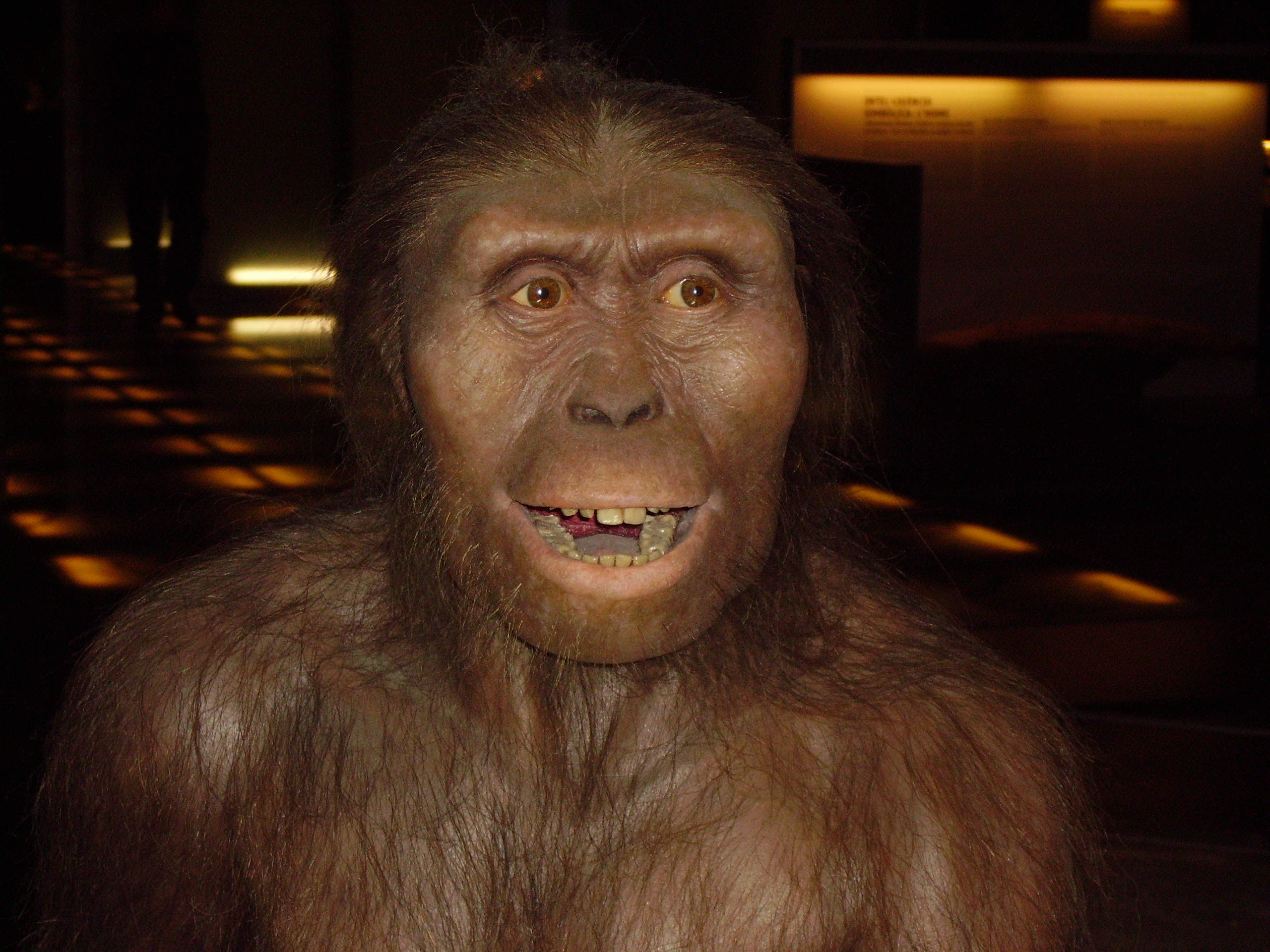 Hai 40 anos, o 24 de novembro de 1974, apareceu Lucy, o esqueleto fosilizado case completo dun homínido da especie Australopithecus Afarensis, de 3,2 millóns de anos de antigüidade, descuberto polo estadounidense Donald Johanson a 159 quilómetros ao sur de Adís Abeba, en Etiopía. A achega que fixo Lucy ao coñecemento da evolución foi espectacular. Ata ese ano non existían probas claras de bipedismo en ningunha especie con máis de 2 millóns de anos de antigüidade. Astralophitecus afarensis viviu en África hai 3,2 millóns de anos, e é un dos homínidos máis antigos que se coñecen. E sabemos que camiñaba ergueita, polo que Lucy pertence ó punto en que os homínidos comezaron a ter unha aparencia máis humana que simia. A famosa Lucy consérvase nunha caixa forte en Adis Abeba e hai reproducións do seu esqueleto nos máis grandes museos de historia natural. É toda unha celebridade. O seu nome tamén ten historia. Johanson e o seu equipo barallaban algúns nomes femininos cando comezou a soar na radio do campamento 'Lucy in the Sky with Diamonds', de The Beatles. Lucy foi o nome escollido case por unanimidade.