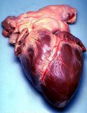 corazón 2