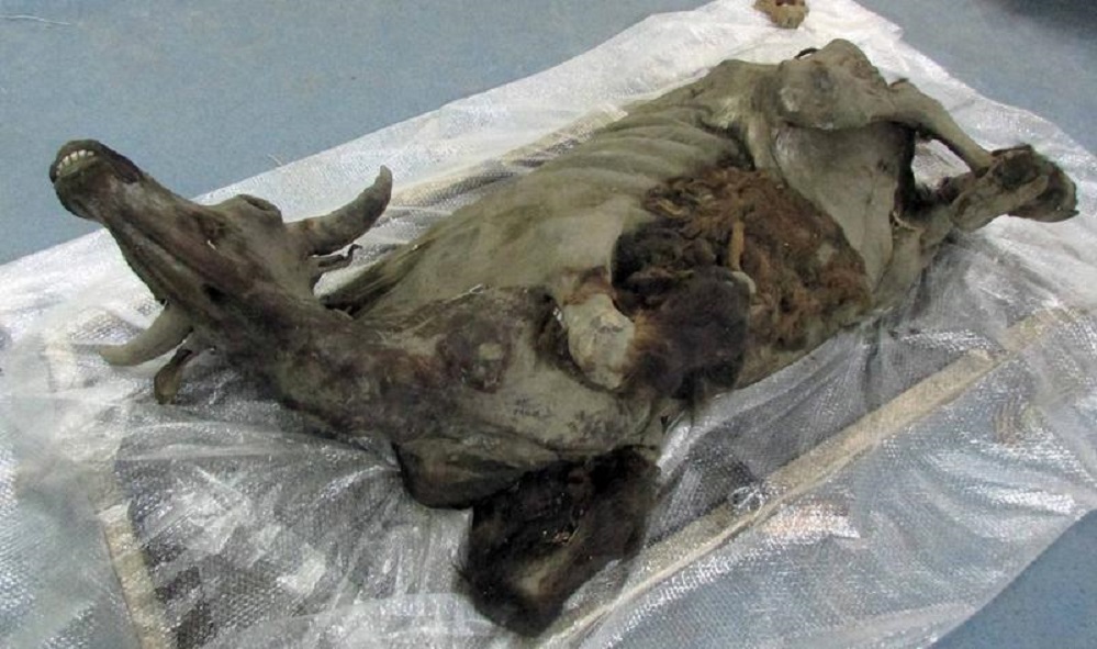 Un equipo internacional de investigadores descubriu en Siberia a momia conxelada dun bisonte de 9.000 anos de antigüidade. O animal conserva o cerebro completo, o corazón, os vasos sanguíneos e o sistema dixestivo. Moitos grandes e carismáticos mamíferos, como o bisonte da estepa (Bison priscus) extinguíronse a finais da Idade de Xeo -hai aproximadamente 11.000 anos-. Un equipo de investigadores liderado pola Academia Rusa de Ciencias en Moscú achou en Siberia Oriental un destes bisontes literalmente conxelado no tempo. O descubrimento publicouse na revista Journal of Vertebrate Paleontology. Trátase da momia conxelada máis completa desta especie coñecida ata o momento e tería unha idade de 9.300 anos. Foi descuberta recentemente nas terras baixas de Yana-Indigirka (Siberia). Foto: Olga Potapova.