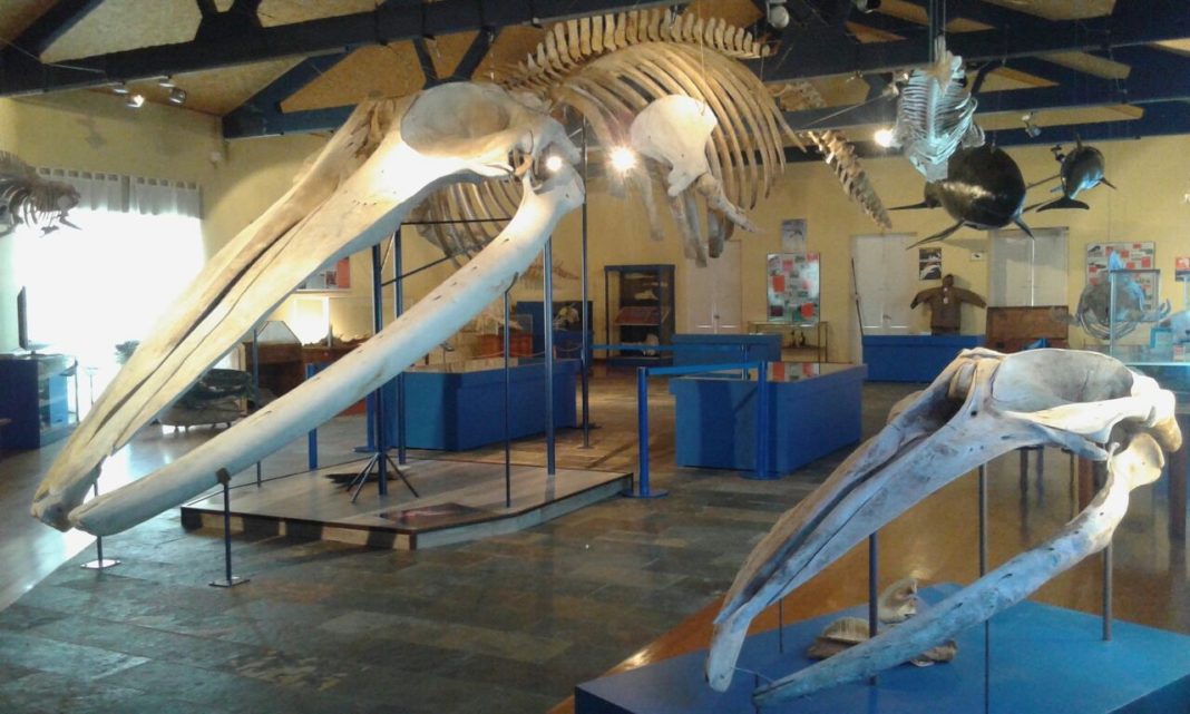 Do teito do Museo da Natureza de Ferrol pendura o esqueleto completo dunha balea de aleta (Balaenoptera physalus) de 18 metros.
