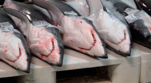 Sharks at Vigo Fish Market.