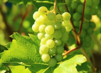 O bagazo da uva contén polifenois antioxidantes.