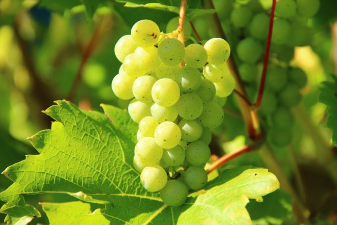O bagazo da uva contén polifenois antioxidantes.