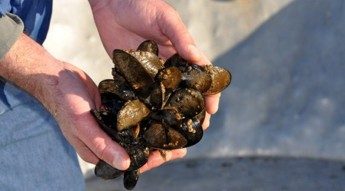 Ocean acidification causing negative effects on mussels.