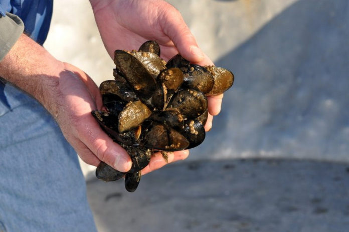 Ocean acidification causing negative effects on mussels.