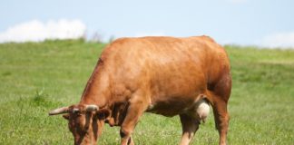 As algas permiten ás vacas de produción ecolóxica dar leite máis rico en minerais.