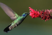 Un cambio no cheiro das flores pode afectar a polinizadores como aves e insectos.
