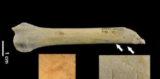Os ósos de can atopados presentan mordedelas de humanos.