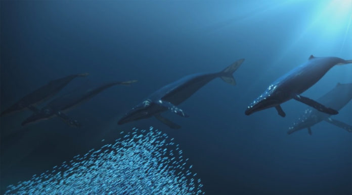 O vídeo 'A saúde dos nosos océanos' acumula premios internacionais.