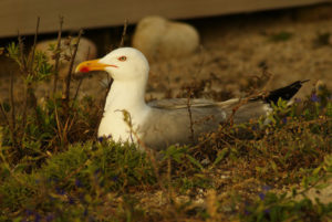 Un exemplar de gaivota amarela da illa de Sálvora.