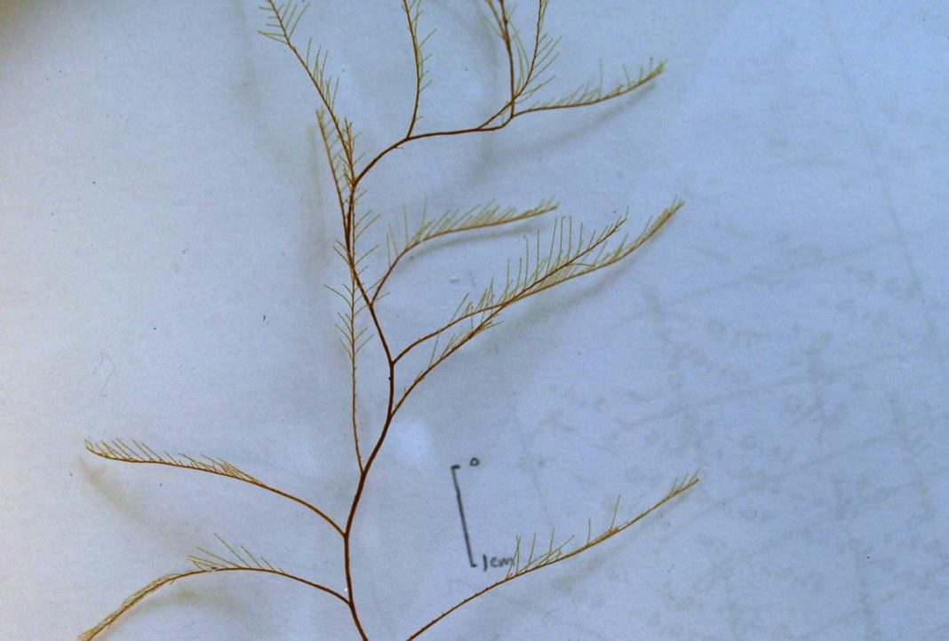 Plumularia contraria, unha das tres especies descritas. / DUVI