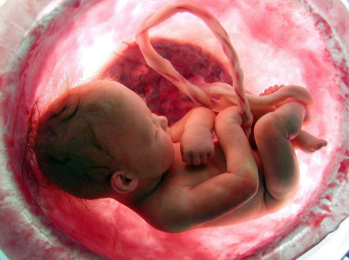 Unha imaxe previa ao parto realizada nun especial de National Geographic.
