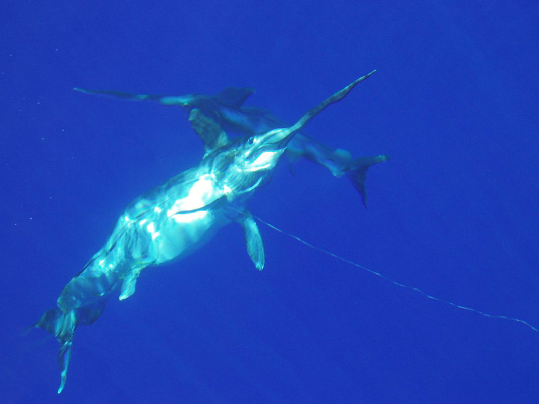 Macho de peixe espada (en segundo plano) achégase a unha femia adulta capturada por un palangreiro (en primeiro plano).  Crédito: Mejuto & García-Cortés 2014.