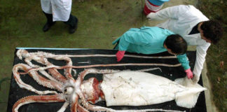 Ejemplar de calamar gigante hembra capturado en Asturias.