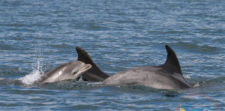 Delfins na ría de Vigo