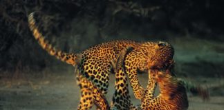 Estes dous leopardos combaten no Parque Nacional Kruger, en Sudáfrica. A foto, tomada por Richard du Toit, gañou un premio sobre vida salvaxe Wildlife Photographer of the Year. O leopardo é un dos catro grandes felinos do xénero 'Panthera', xunto co tigre, o león e o xaguar. Todos eles teñen como característica común que poden emitir ruxidos. Como todos os do seu xénero, son animais territoriais, o que leva a conflictos cos seus veciños. Que rematan en liortas como a desta imaxe.