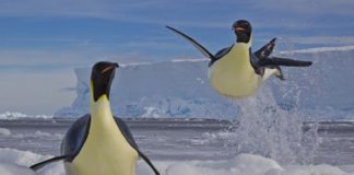 Paul Niclen tomou esta foto duns pingüíns na Antártida, que lle valeu unha mención especial no certame Wildlife Photographer of the Year. Os exemplares son pingüíns emperador, os máis grandes desta especie, que como adultos miden máis dun metro de alto e pesan ata 30 quilos. Normalmente, viven uns 20 anos, aínda que hai casos documentados de individuos que chegaron aos 50 anos de vida.