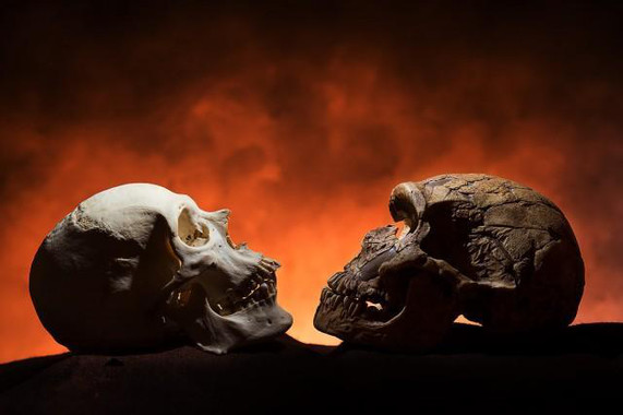 Á esquerda, un cráneo humano moderno, con barbela, e á dereita, o dun neardental.