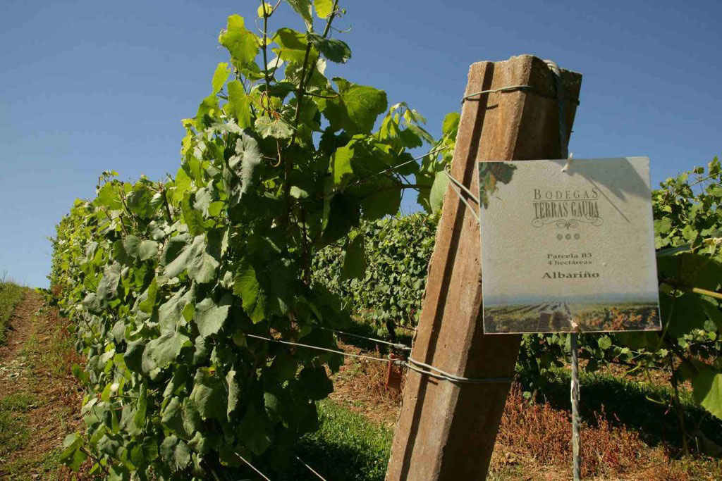 Vineyards of Terras Gauda.