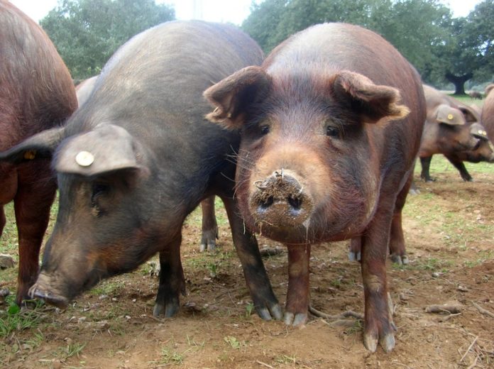 Porcos da variedade Duroc Jersey, a mellor parella da porca celta.