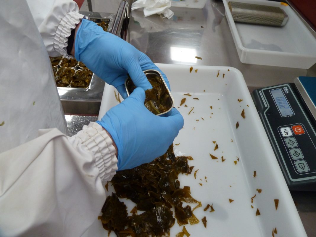Un operario introduce as algas nun envase nas instalacións da fábrica.