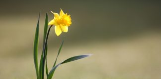Os narcisos son plantas de gran beleza. O novo atopado en Galicia consérvase no herbolario de Lourizán.
