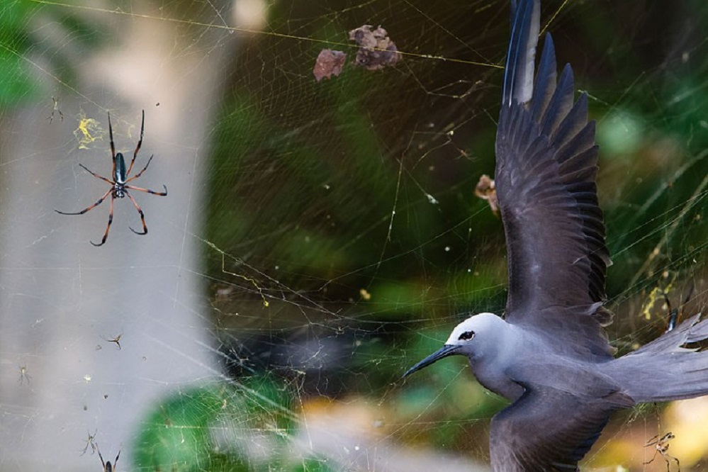 O fotógrafo sudafricano Isak Pretorius gañou o premio Wildlife Photographer of the Year, na categoría de paxaros, con esta foto titulada 'Situación pegañenta'. A imaxe foi tomada nas illas Seychelles e vemos unha araña de patas vermellas que ten atrapado na súa arañeira a un paxaro (un Anous Tenuirostris). O tamaño destas arañas pode chegar ao dunha man aberta e a súa arañeira supera a cotío os 1,5 metros. A forza da rede tendida polo aracnido impide a este paxaro escapar. Foi unha trampa pegañenta na súa visita anual ó arquipélago das Seychelles, onde acuden a aparearse. Cortesía de Natural History Museum.