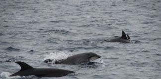 Los delfines son habituales en las rías gallegas y objeto de protección y estudio por CEMMA.