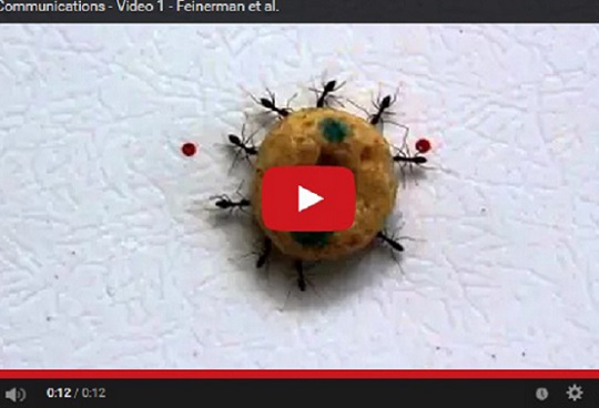 Vídeo de 'Nature Communications' usado na investigación, no que as formigas scout guían ás transportadoras.
