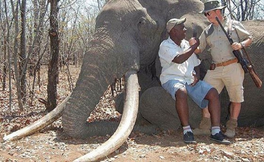  Un cazador alemán abateu en Zimbabue a un dos elefantes máis grandes xamais coñecidos. O feito reavivou a polémica sobre a caza maior suscitada neste país pola morte do famoso león Cecil en xullo, a mans dun dentista estadounidense. "Os cairos do elefante eran tan grandes, cun peso de 55 quilos, que os arrastraba polo chan cando camiñaba", dixo un membro do Grupo de Traballo de Conservación de Zimbabwe, Johnny Rodrigues. O elefante, de entre 40 e 60 anos, foi morto preto do Parque Nacional Gonarezhou de Zimbabue durante unha "cacería legal", na que participou un alemán que estaba de safari, informaron os conservacionistas da reserva, no sueste do país e moi próxima a Sudáfrica. Segundo informou o diario británico The Telegraph, o cazador alemán habería pagado uns 60.000 dólares para cazar ao animal.  