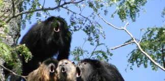 A voz do mono ouveador chega a cinco quilómetros e atrae ás femias.